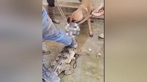 吃瓜别看视频,轻松解读热点事件，无需视频烦恼