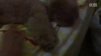 周小姐吃瓜视频,揭秘娱乐圈幕后故事