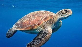 尼加拉瓜吃海龟视频,引发公众愤怒与反思