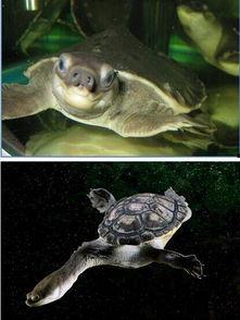 尼加拉瓜吃海龟视频,引发公众愤怒与反思