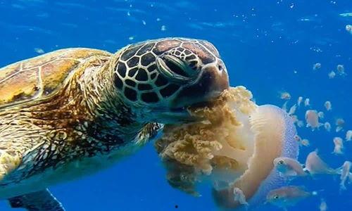 尼加拉瓜吃海龟视频,引发公众愤怒与反思