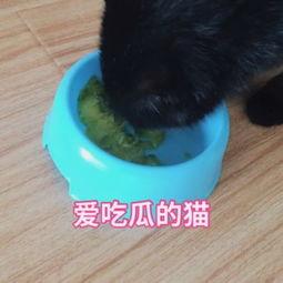猫猫吃瓜震惊原视频,表情包瞬间走红网络！