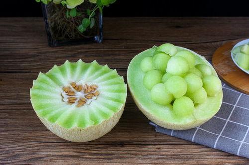 熊猫吃蜜瓜视频大全下载