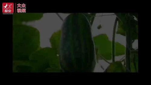 吃瓜视频最新消息,娱乐圈大事件再掀波澜！