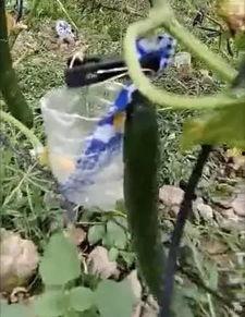 莒南吃瓜事件真相视频,真相视频曝光背后的真相