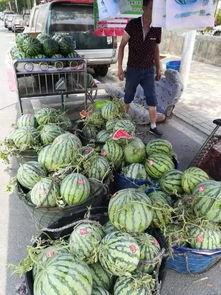 庄河吃瓜事件视频最新,一场引发热议的网络风波