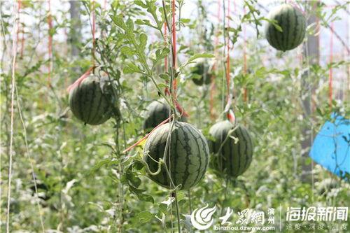 庄河吃瓜事件视频最新,一场引发热议的网络风波