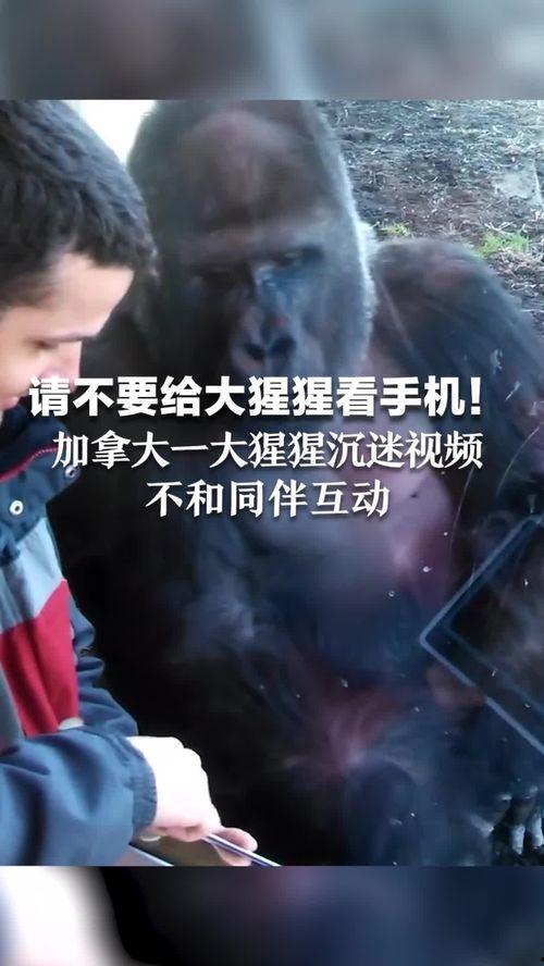 吃瓜帮主王铁锤直播视频,吃瓜帮主带你领略直播界的欢乐盛宴