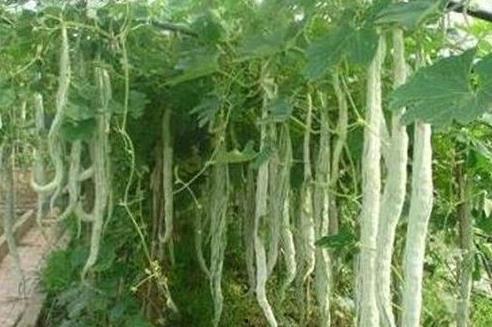 外国小伙吃蛇瓜视频,体验中国独特美食文化