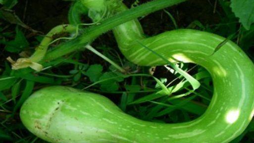 外国小伙吃蛇瓜视频,体验中国独特美食文化