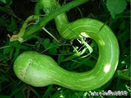 外国小伙吃蛇瓜视频,体验中国独特美食文化