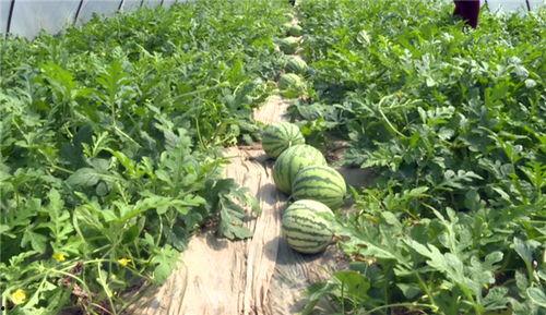 近日金寨吃瓜新闻视频,揭秘当地热门事件背后的真相