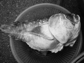 吃八瓜鱼脚倒放视频,趣味视频带你领略海洋生物的另类魅力