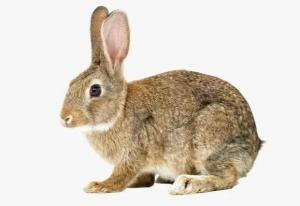 小灰兔吃瓜视频,一场甜蜜的视觉盛宴