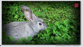 小灰兔吃瓜视频,一场甜蜜的视觉盛宴