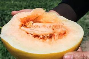 蜜瓜夏天怎么吃最好吃视频