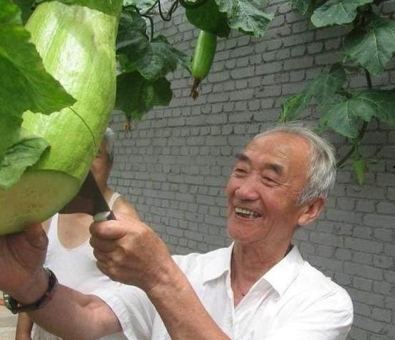 老大爷砍瓜吃瓜视频,这才是真正的吃瓜群众！