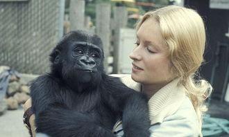 美女吃瓜变成大猩猩视频,惊悚视频揭秘神秘异变之谜