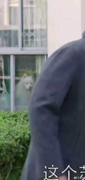 解压群众吃瓜视频,群众吃瓜视频，欢乐瞬间汇聚