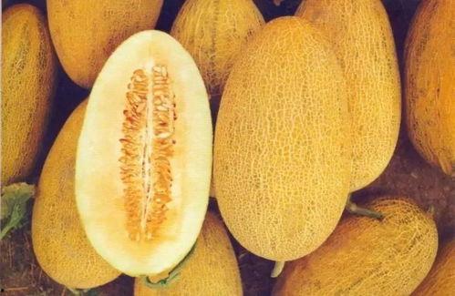 新疆沙漠吃哈密瓜视频