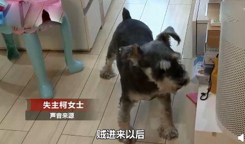 小狗吃小瓜视频下载,小狗疯狂吃瓜，萌态十足！