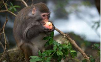 小胡猴子吃瓜视频下载,趣味横生的夏日娱乐盛宴